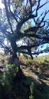Tag 3 Alter Lorbeerbaum auf der Hochebene Fanal 