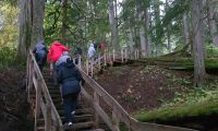 Wanderung im Regenwald - Giant Cedar Boardwalk bei Revelstoke