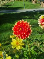 Public garden Halifax (13)