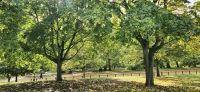 Bummeln durch den Hyde Park 