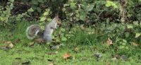 Erntezeit im Hyde Park 