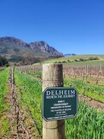 Weingut Delheim (Südafrika)