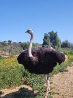 Highgate-Ostrich-Farm (Straußenfarm) - Südafrika