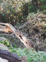 Klipschläfer im Tsitsikamma-Nationalpark - Südafrika