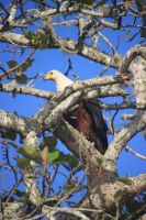 Flusspferdsafari auf dem St. Lucia - Südafrika