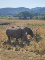 Safari im Hluhluwe-iMfolozi-Nationalpark - Südafrika