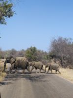 Safari im Kruger Nationalpark - Südafrika
