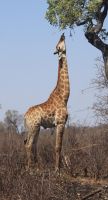 Safari im Kruger Nationalpark - Südafrika