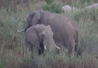 Safari im Kruger Nationalpark - Südafrika