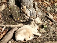 Albino Wapitihirsch, Omegapark