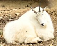 Plüschige Bergziege im Omegapark