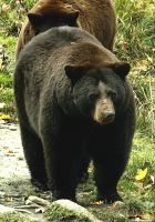 Meister Petz ist auch da im Omegapark