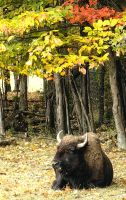 Büffel im Omega Park