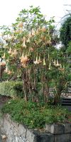 Tag 8 Trompetenblume im Santa Catarina Park Funchal 