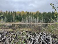 8. Tag – Erholung am Lac Taureau – Herbstlicher Waldspaziergang – Biberdamm #1