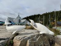 10. Tag – Tadoussac und Walbeobachtung – Museum für Meeressäugetiere (CIMM) in Tadoussac