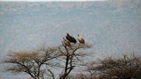 Namibia - Okonjati Wildreservat - Pirschfahrt - Geierbaum