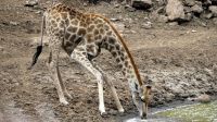 Namibia - Okonjati Wildreservat - Pirschfahrt - Giraffe beim Trinken