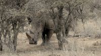 Namibia - Okonjati Wildreservat - Pirschfahrt