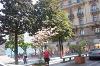 Magnolie in Lugano
