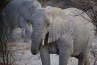 Namibia - Etosha - Pirschfahrt - Foto von Guide Joe