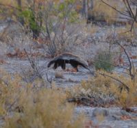 Namibia - Etosha - Pirschfahrt - Honigdachs - Foto von Guide Joe