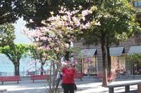 Magnolie in Lugano