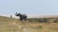 Namibia - Etosha - Pirschfahrt
