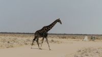 Namibia - Etosha - Pirschfahrt