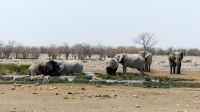 Namibia - Etosha - Pirschfahrt