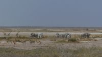 Namibia - Etosha - Pirschfahrt