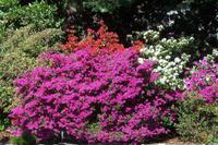 Blühende Azaleen in Locarno