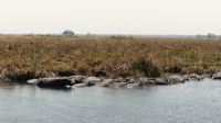 Namibia - Pirschfahrt im Bwabwata Nationalpark - Hippo-Suhle