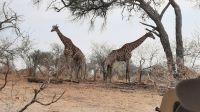 Namibia - Pirschfahrt im Bwabwata Nationalpark
