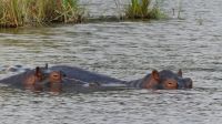 Namibia - Bootsfahrt auf dem Kwando - Hippo Sperre