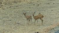 Botswana - Steinböckchen