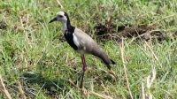 Botswana - Bootsfahrt auf dem Chobe - Langzehen Kiebitz