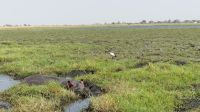 Botswana - Bootsfahrt auf dem Chobe