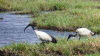Botswana - Bootsfahrt auf dem Chobe - Heiliger Ibis