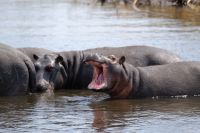 Botswana - Pirschfahrt im Chobe 