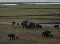 Botswana - Pirschfahrt im Chobe - Abendstimmung - Foto von Guide Joe