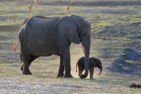 Botswana - Pirschfahrt im Chobe