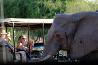 Botswana - Pirschfahrt im Chobe - mittendrin