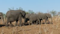 Botswana - Pirschfahrt im Chobe
