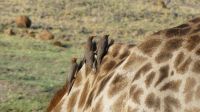 Botswana - Pirschfahrt im Chobe - Madenhacker 
