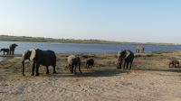 Botswana - Pirschfahrt im Chobe