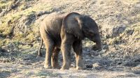 Botswana - Pirschfahrt im Chobe - Babyfant