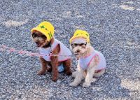 Tag 8 - Japanische Kuriositäten 