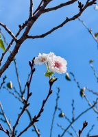 Tag 8 - Kirschblüte im Oktober 