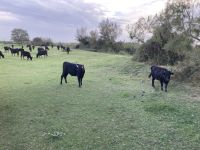 Stiere der Manade Gilbert Arnaud